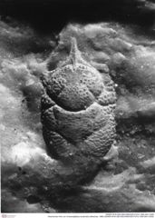 Historisches Foto von Cracensigillatus acutirostris (Moericke, 1889) (NHMW-AFW-GEO-BACHMAYER-FOTO-1990-0041-0308)